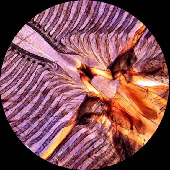 AmScope M100 Series All-Metal All Optical Glass Lens Student Biological Field Monocular Compound Microscope 40X-1000X Magnification with LED light