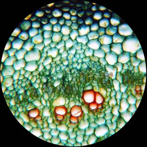 AmScope M100 Series All-Metal All Optical Glass Lens Student Biological Field Monocular Compound Microscope 40X-1000X Magnification with LED light