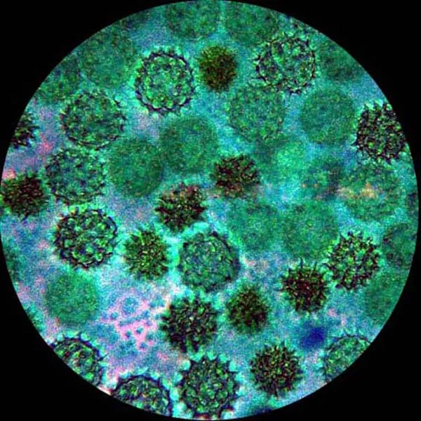 AmScope M150 Series Portable LED Monocular Student Compound Microscope 40X-1000X Magnification